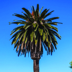 Canary Island Date Palm
